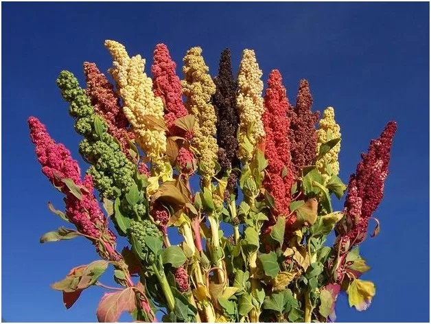  Тибетское происхождение плантации Прямая поставка Quinoa конкурентоспособная цена оптовая продажа