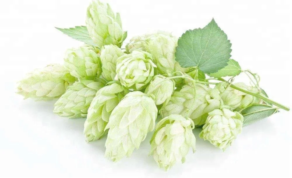 Free Sample Hops Flower Extract Powder Beer Hops Extract 1%-5% Xanthohumol