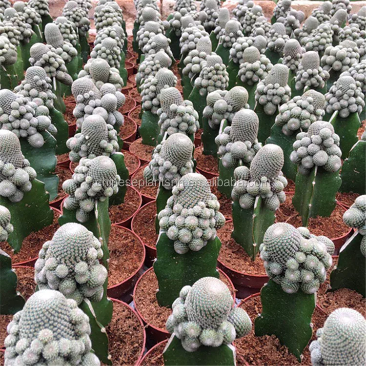 
Natural Plant Cactus 