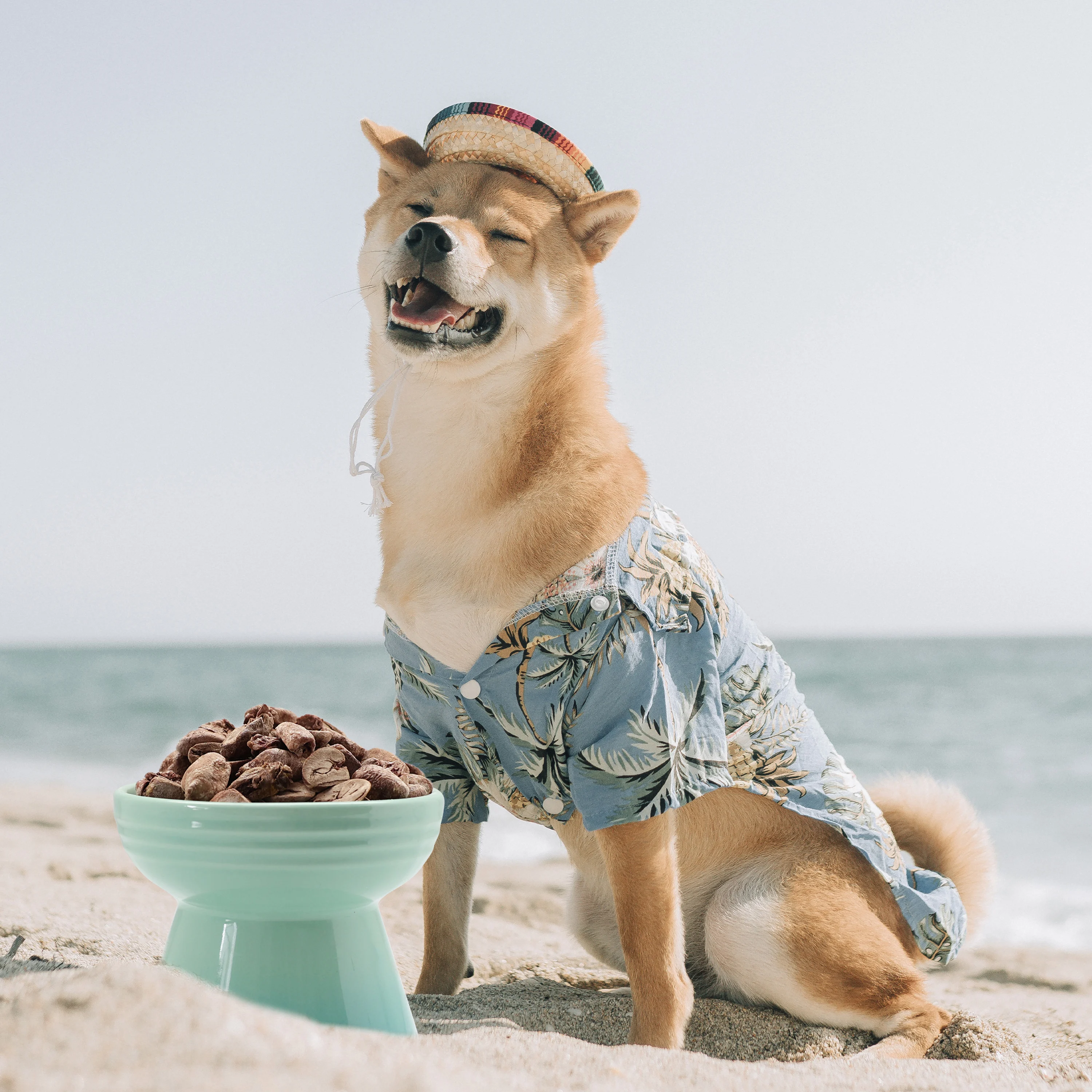 Ranova factory supply OEM all life stage dog food /cat food Rabbit Heart pet health for cat and dog feeds supplier