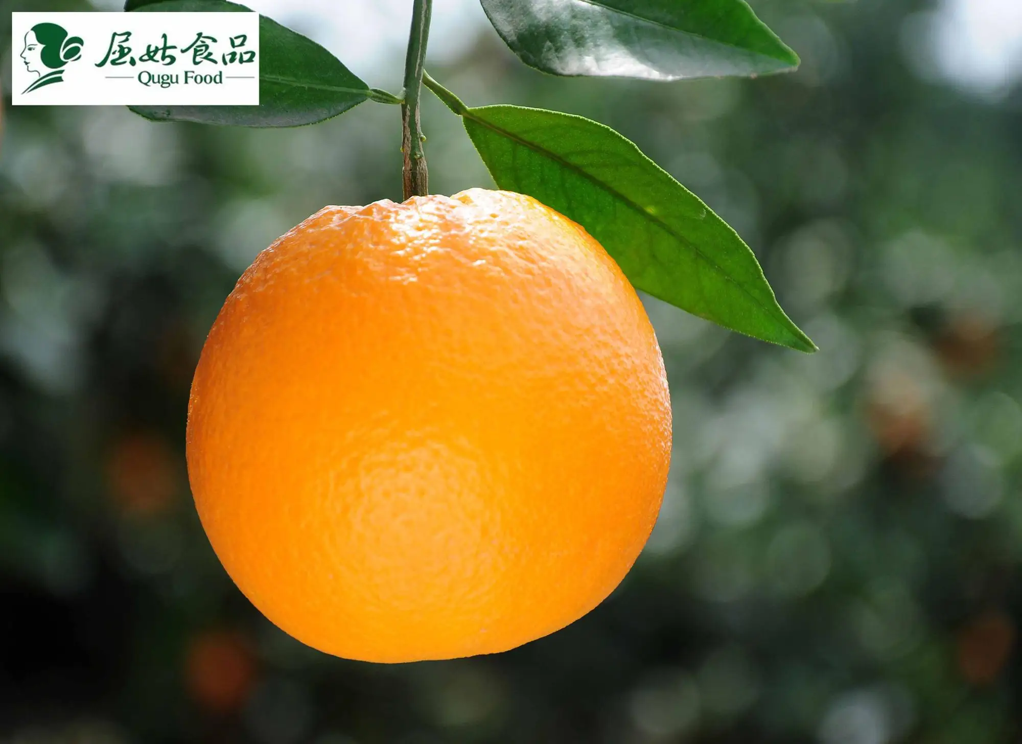 
new season good taste fresh Navel Orange, fresh orange, China orange, 