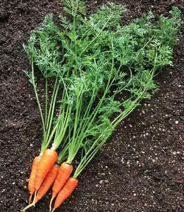 ANQIU Fresh carrot ,color gonden red,taste sweet great,2022 new crop and well preserved in storage