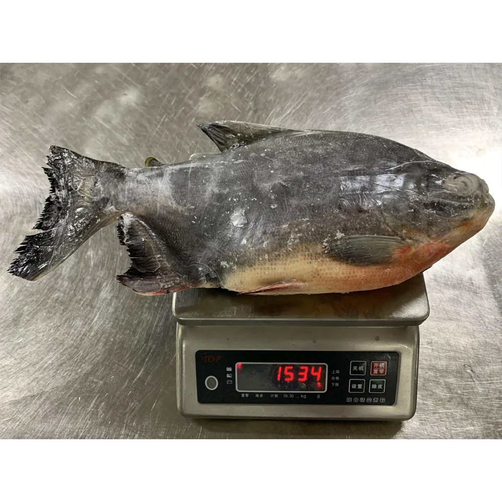 Frozen red pomfret fish red pacu price frozen red pomfret fish whole round frozen red pacu fish