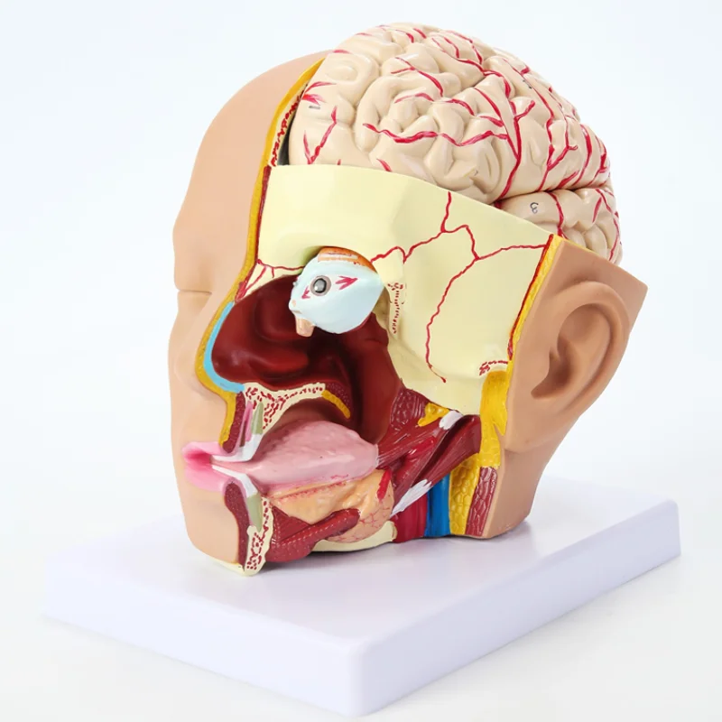 anatomical model of human head with brain model 4 parts hospital teaching human head with cerebral artery model