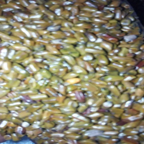 Качественные семена кассии тора