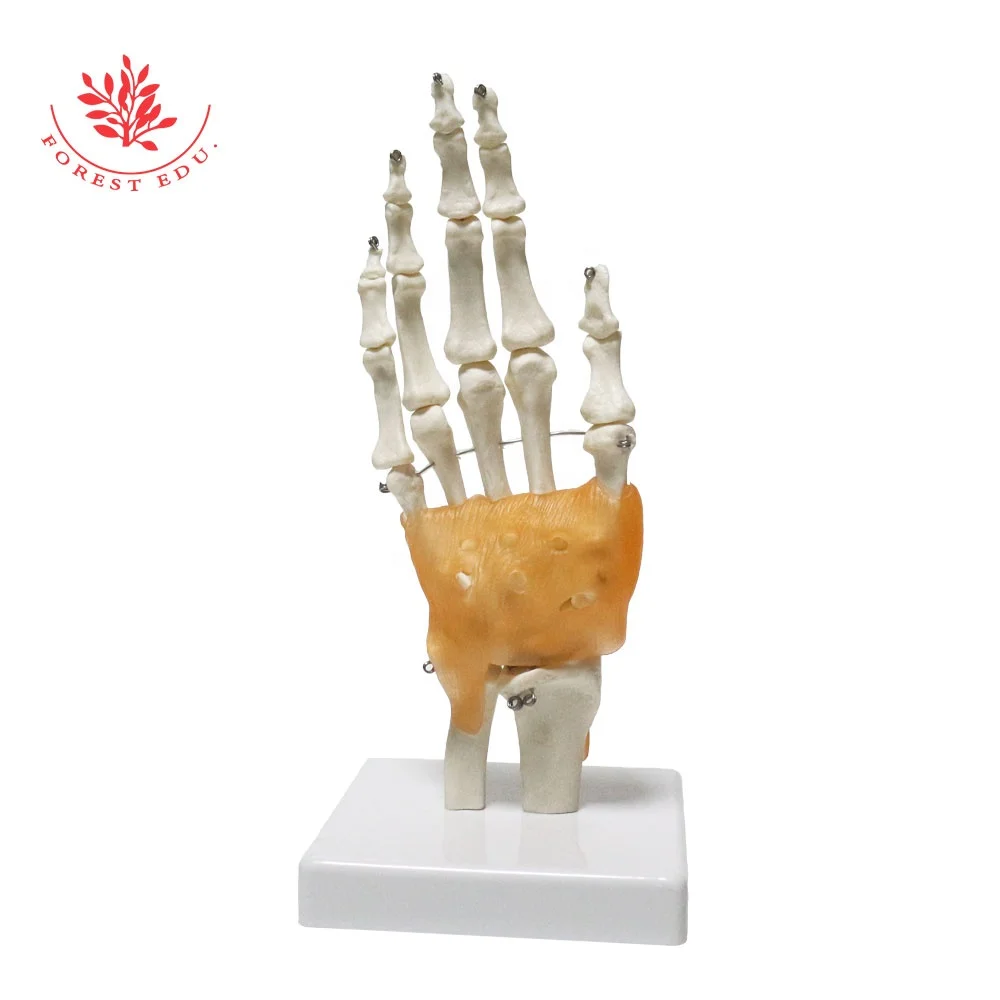 
Joint model Variety Anatomical Medical Clinic Skeletal Pvc Ligaments Bone Knee Hand Foot Hip Shoulder Elbow Human Joint Model 