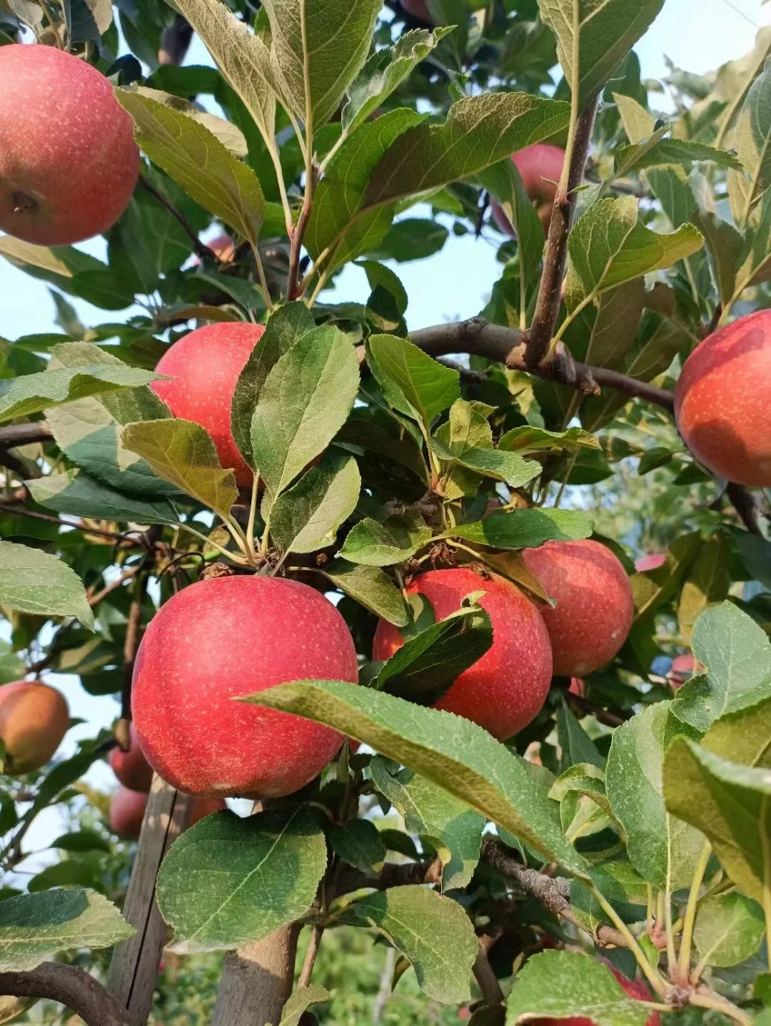 Королевский гала яблоко Свежий Гала конкурентоспособная цена на fuji в