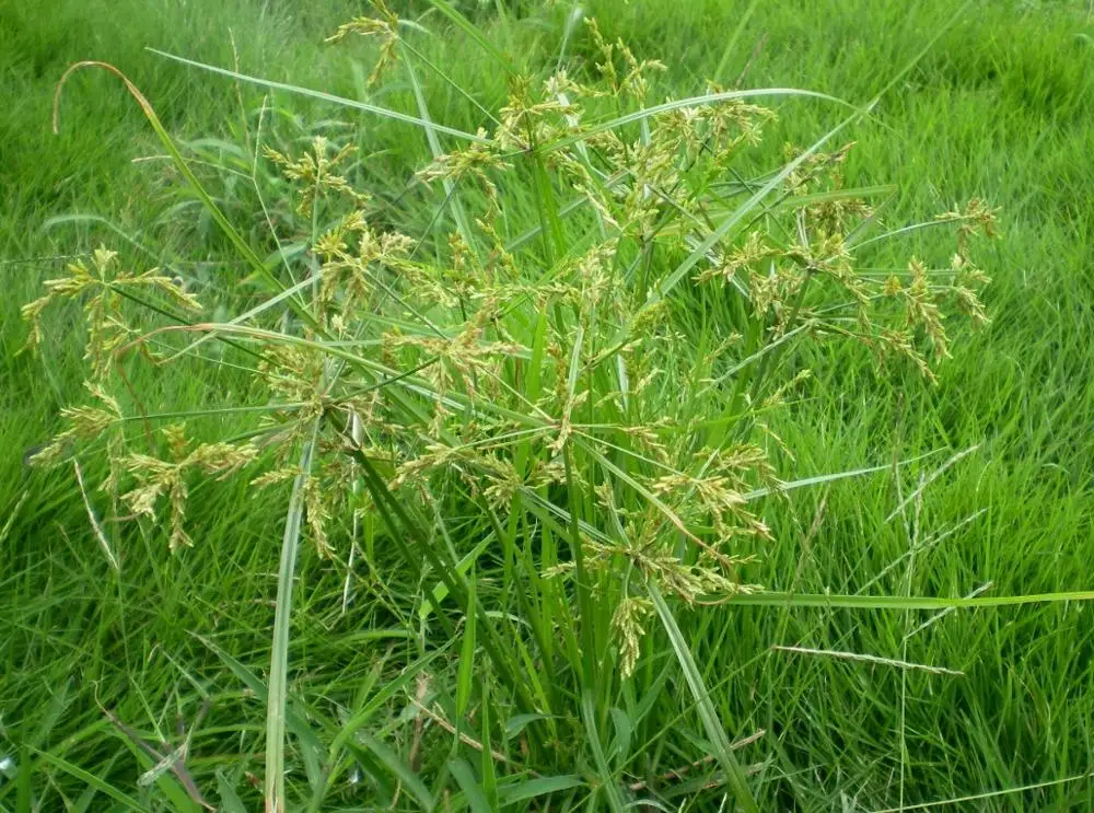 Граминозный гербицид биспирибак-натрий 10% SC 40% SC CAS 125401-92-5 биспирибак-бенсульфурон-метил гербицид биспирибак s