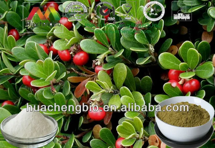 Порошок экстракта листьев Bearberry Uva Ursi P.e. Экстракт Уфа урси с урсоловой кислотой