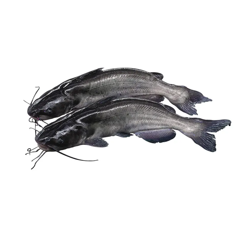 
Good Quality Seafood Hot Sale Frozen Catfish Fillets 