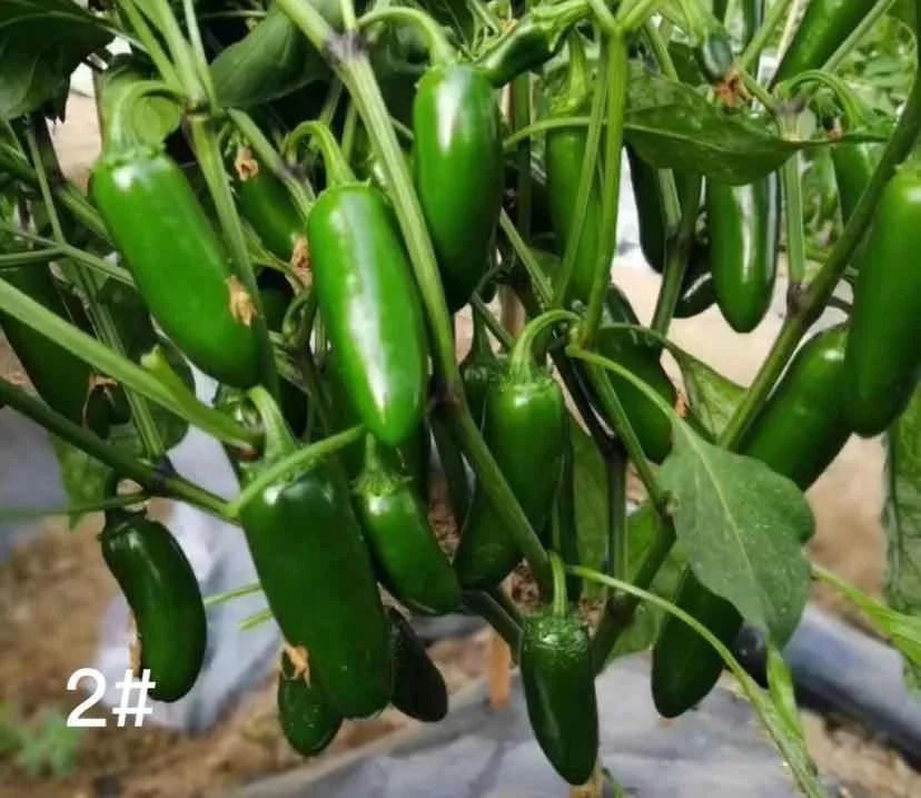 
Hybrid f1 Jalapeno Mexico chili Spicy Pepper Vegetable Seeds for Planting Tianyang2# 