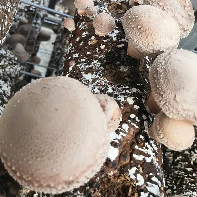 welcomed in Japan shiitake mushroom spawn substrate