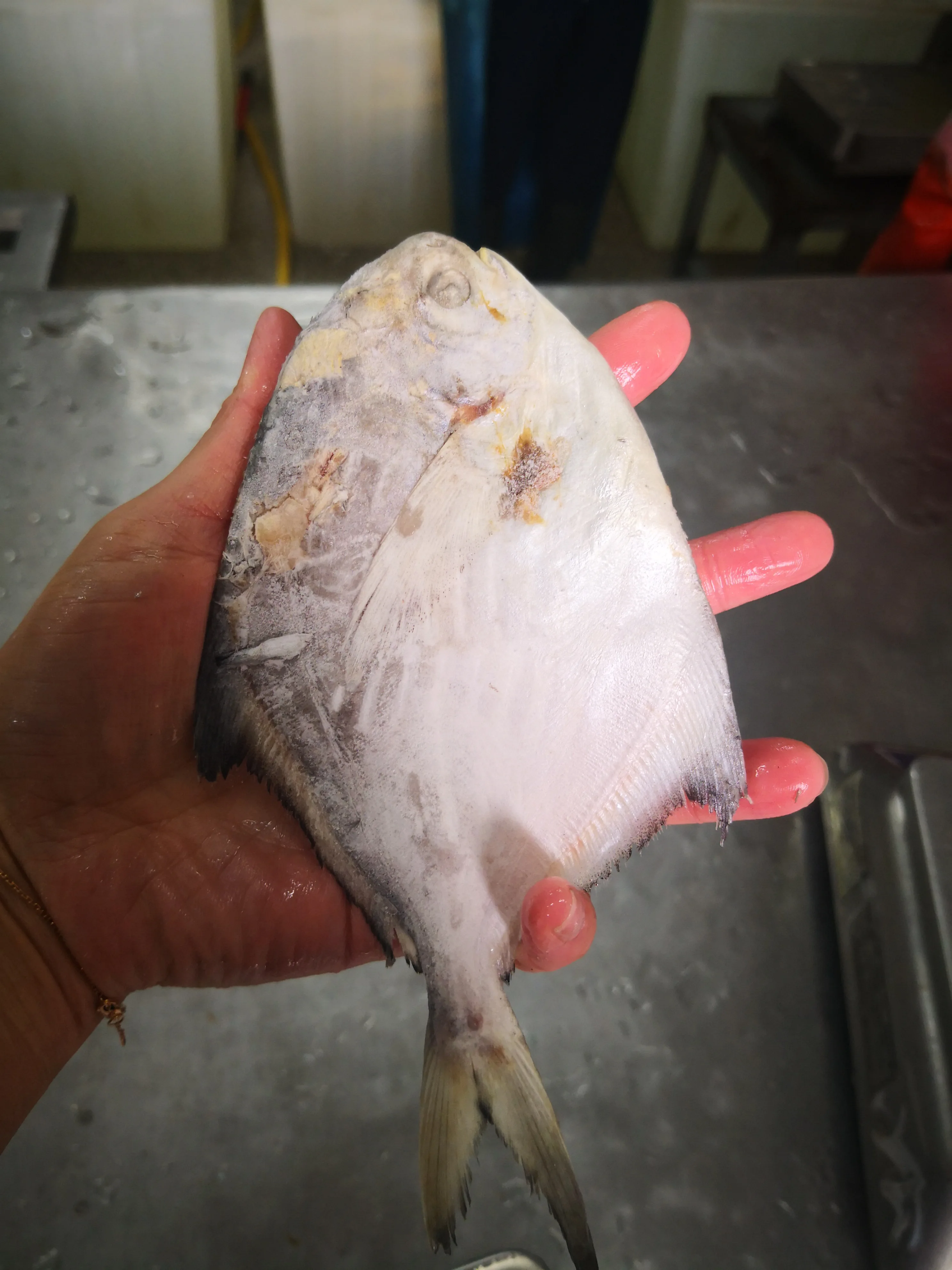 Frozen Silver White Pomfret Frozen Seafood
