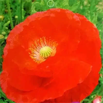 Factory supply 50pcs per bag red corn poppy flower seeds