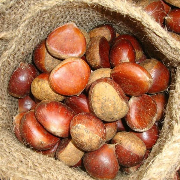 
2020 new season chestnut 30-40 40-50 50-60 