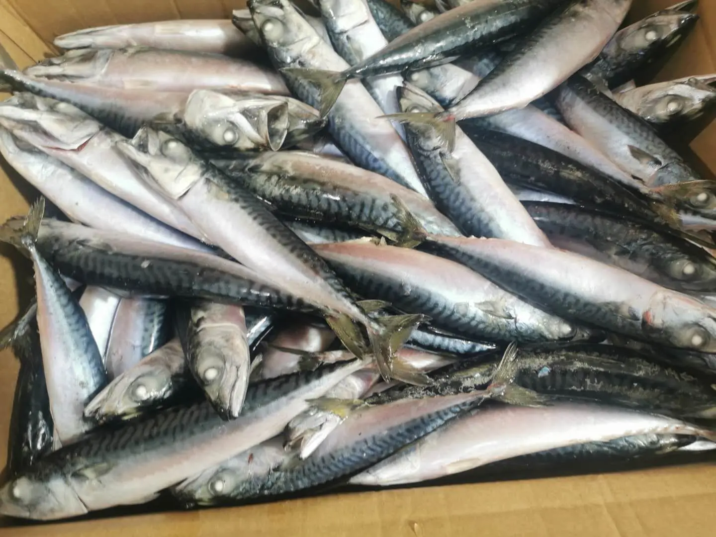 
New landing sea frozen north pacific Mackerel fish for export 