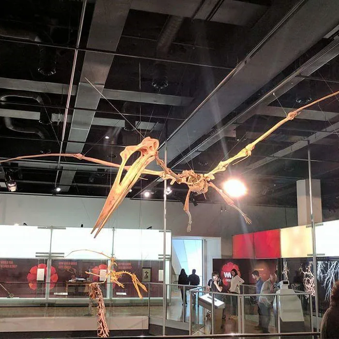 FPR Museum Artificial animal skeleton Fossil  dinosaur bone for Sale