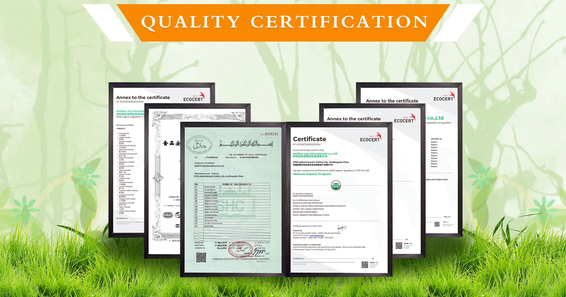 hot selling barley grass juice powder