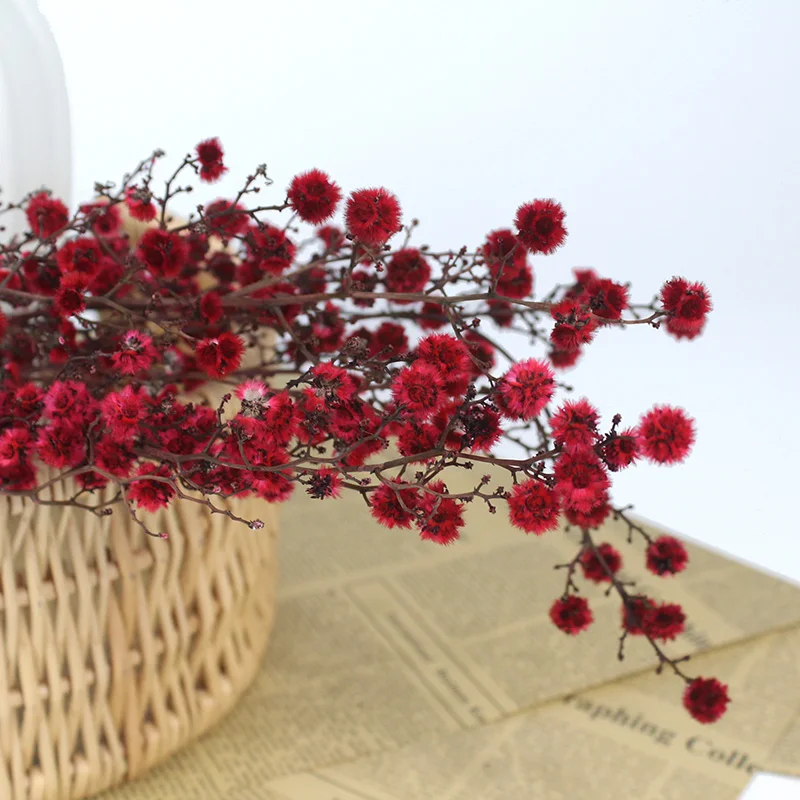 
ins style popular preserved stirlingia for wedding decoration 