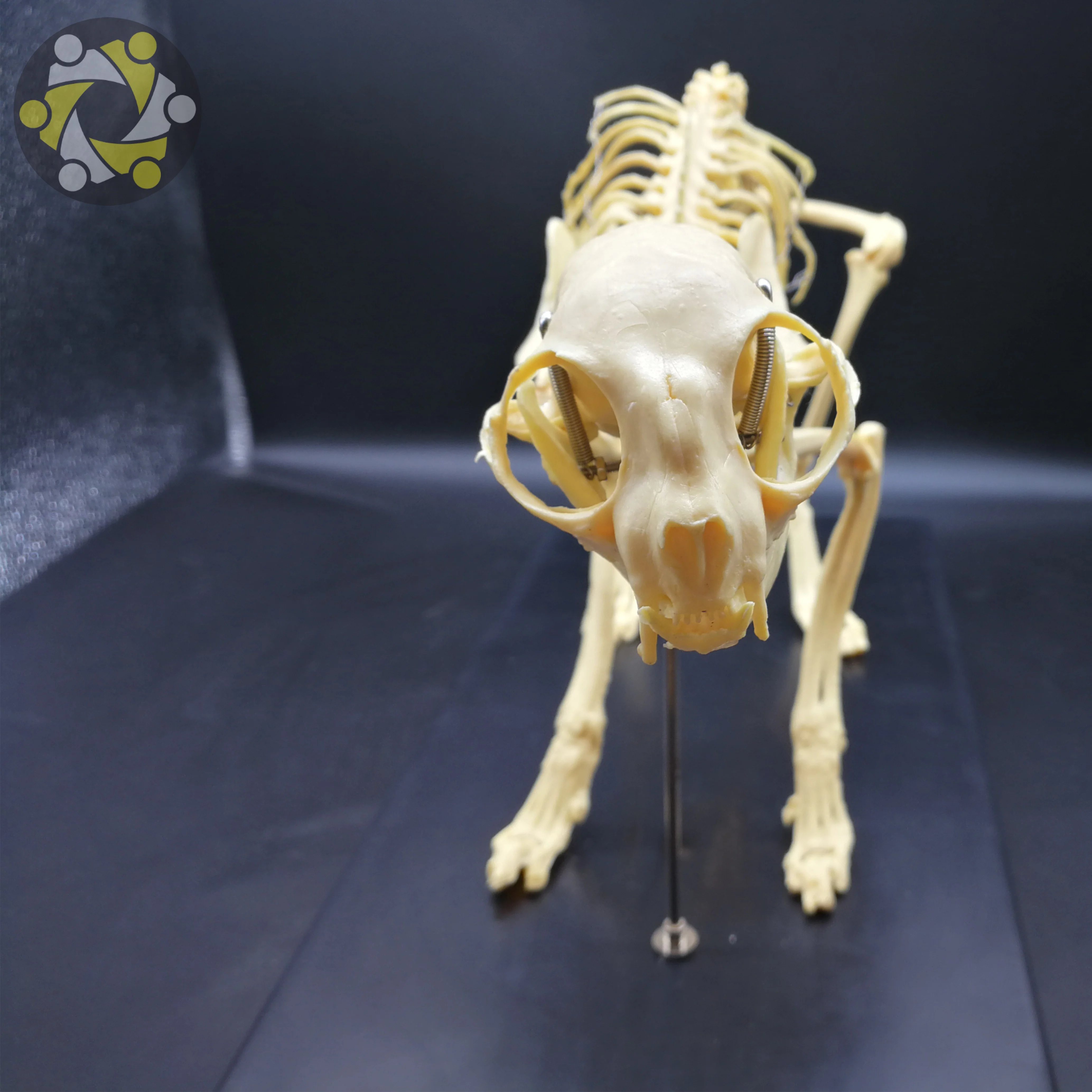 Medical Science Animal Canine Cat Skeleton Model for Medical Teaching