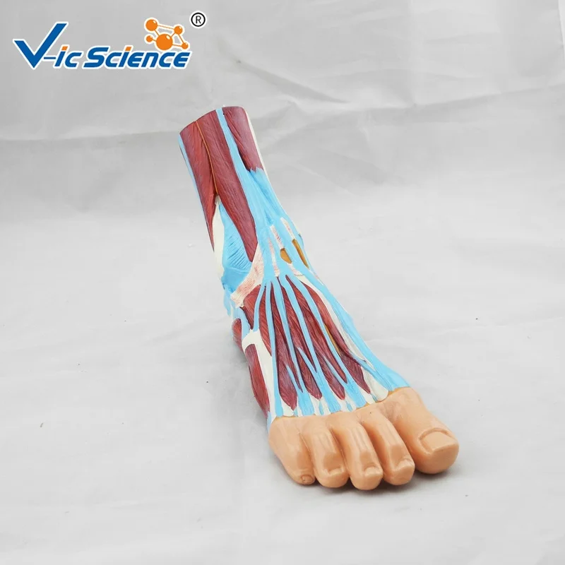 medical model anatomical teaching foot section model medical anatomy models