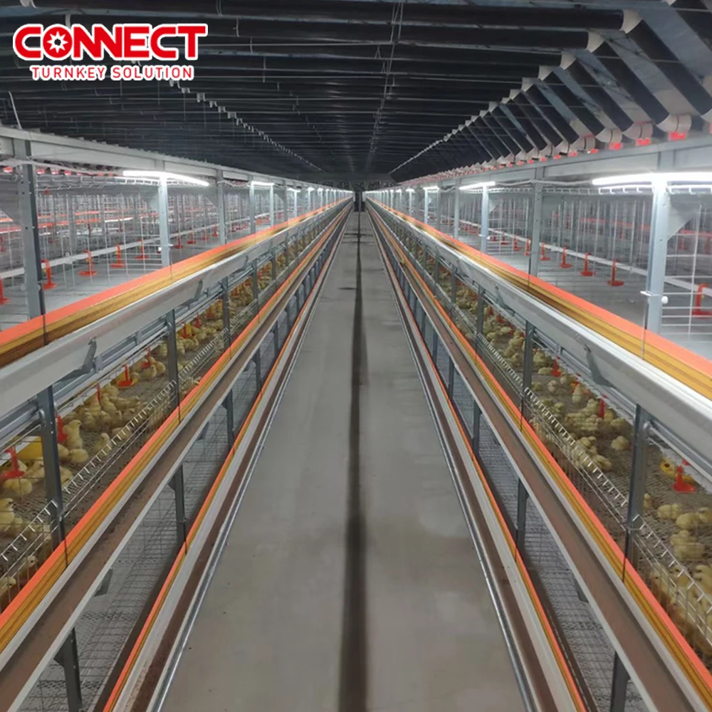Poultry Farming Feeding management equipment Animal Feeders Coop Machine Automatic Chicken Cage System