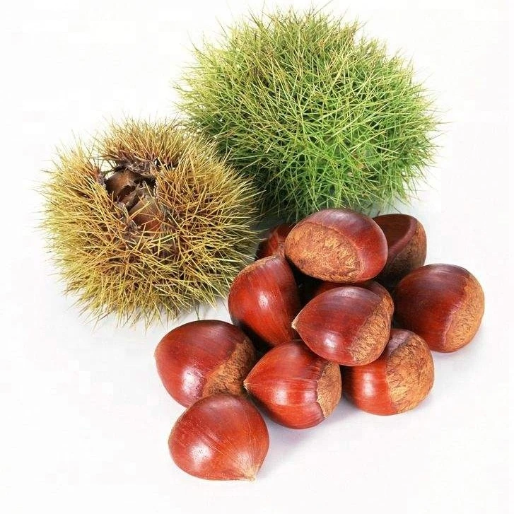 2021 новый урожай пресной воды, каштановый свежий каштан, покупатели из Китая