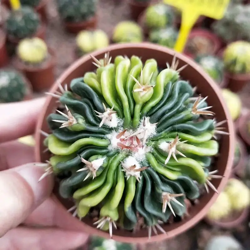 Прямая продажа, stenocктус, многослойный домашний декоративный мини-кактус для садоводства