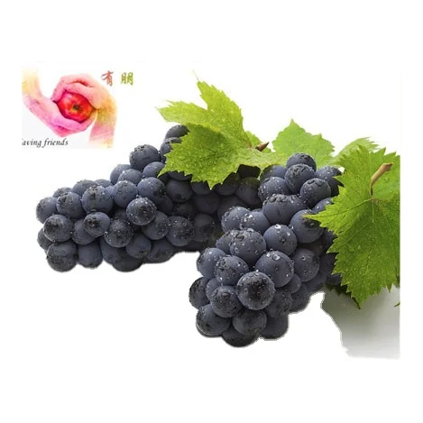
Wholesale large fresh grapes with good quality and good quantity 