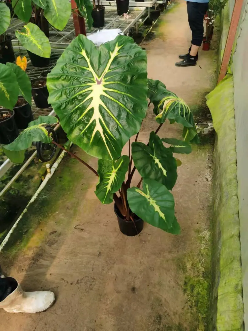 Real plants Indoor ornament Alocasia/Colocasia white lava plant of Indoor ornament  Supplier