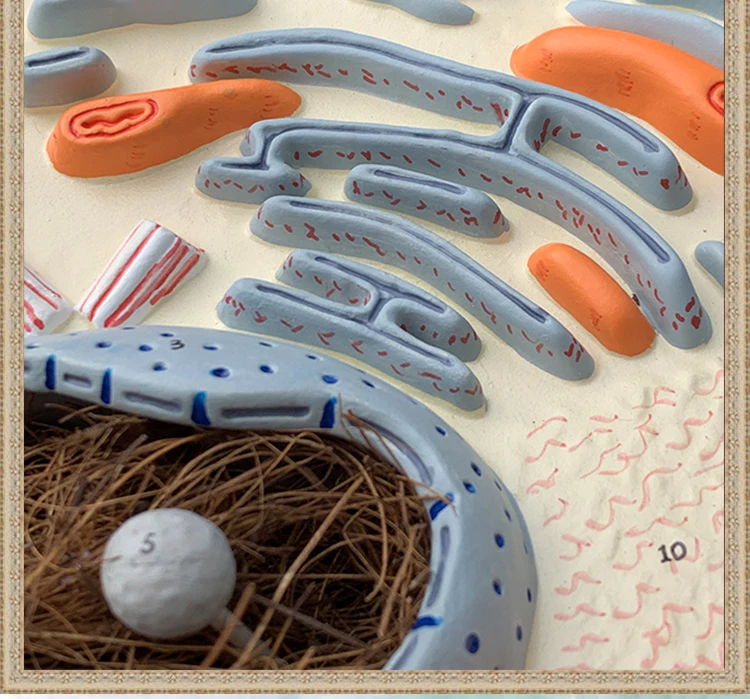 Enlarge Animal Cell Anatomical Model Cell Anatomy Model