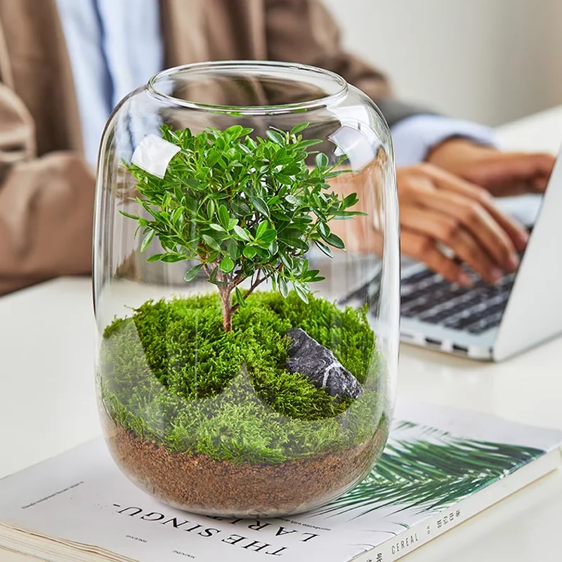 Plant Terrarium Set Recycled Glass Closed Large Terrariums For Plants