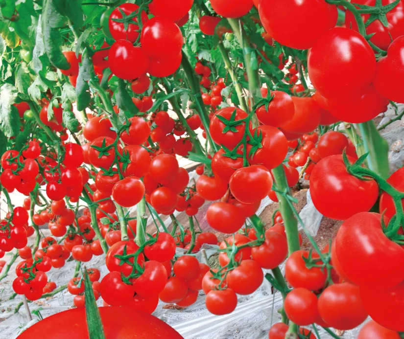 Hsunny высокая урожайность неопределенный гибридные семена томатов