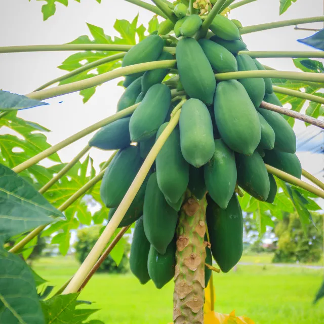 
Fresh Papaya Organic Green Papaya Best Quality & Fresh Fruit Papaya Famous Factory Supply Fruit Powder 