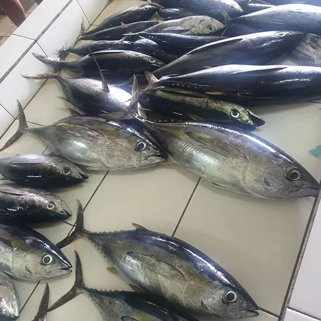 Skipjack Tuna Fish High Quality Frozen Skipjack, Albacore Tuna Frozen Bonito Skipjack Whole Round