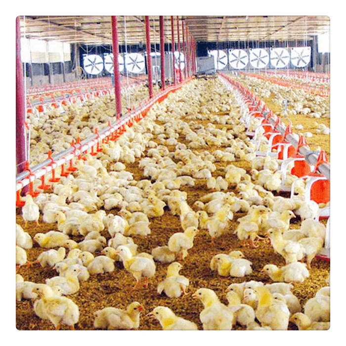 Low cost prefab steel structure chicken house build chicken coops / poultry farm house design