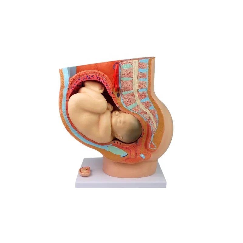 Модель женского анатомического тазового изделия, модель плода девятью месяцами беременности и развития матки плода, репродуктивная модель