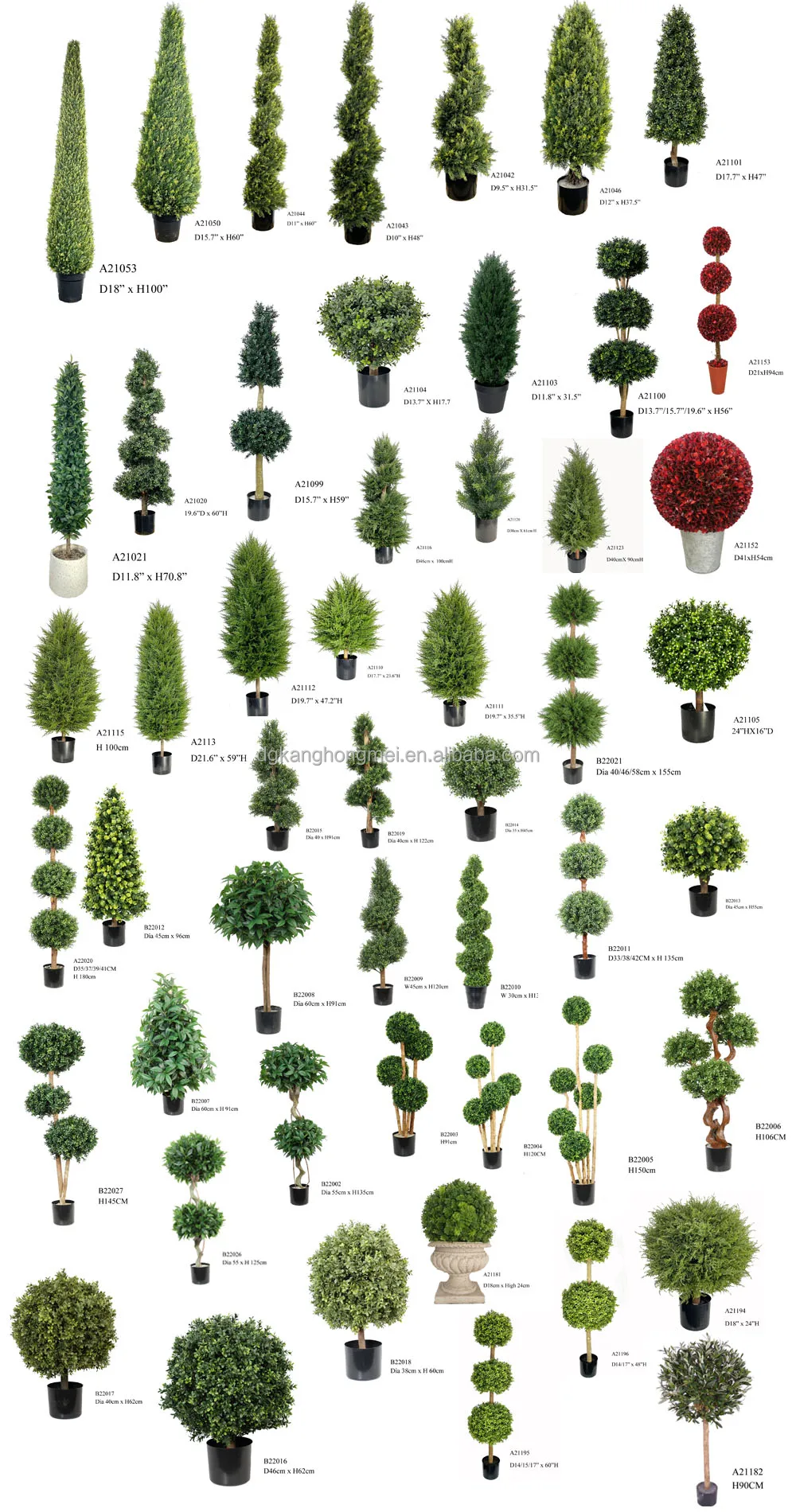boxwood 1