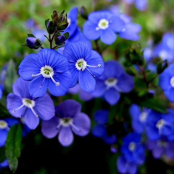 Очаровательный цветок ароматные яркие белые синие розовые семена цветов Speedwell
