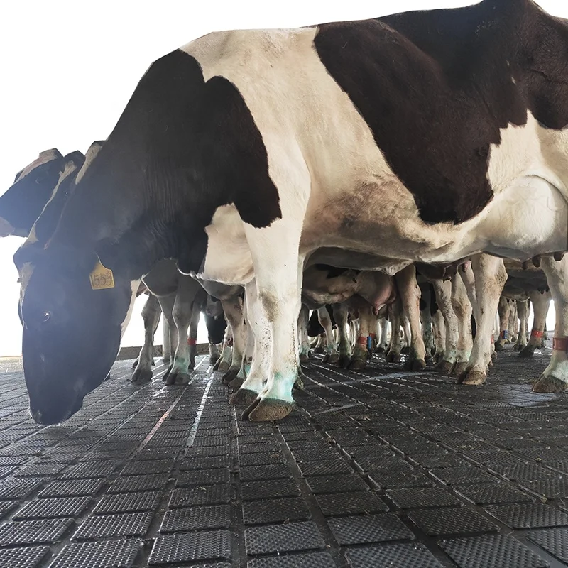 Hot sale livestock equipment agricultural rubber mat  for cows / horses /cattle/ goats stall / stable/cubicle