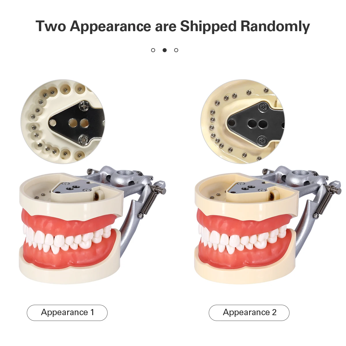 New design Standard Dental teeth study Model With Removable Teeth
