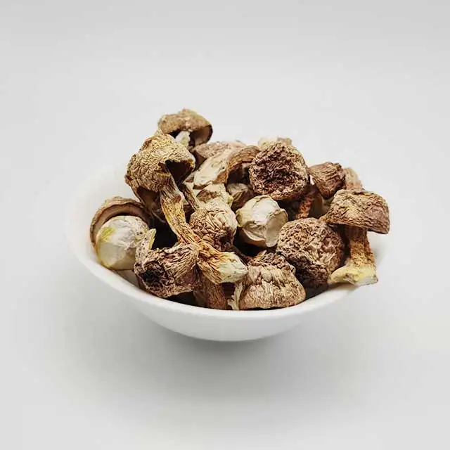 Natural Agaricus Blazei Murill  with High Quality Mushrooms