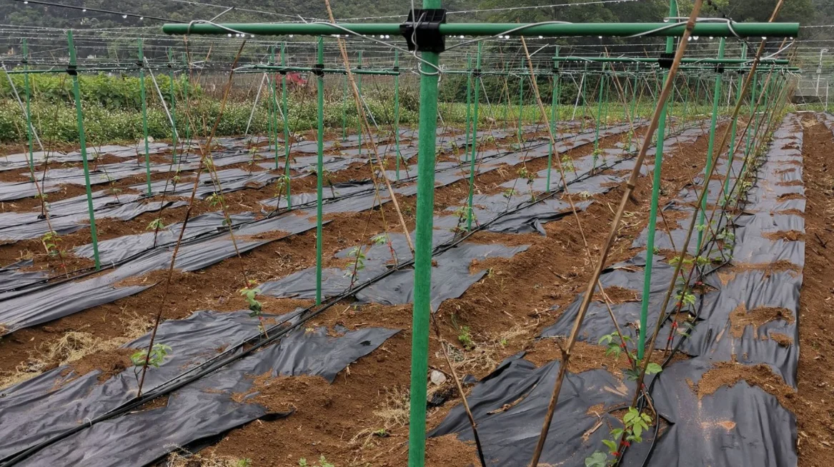 Various types of fiberglass rods/agricultural small arch shed supports for fruit and vegetable greenhouses solid fiberglass rods