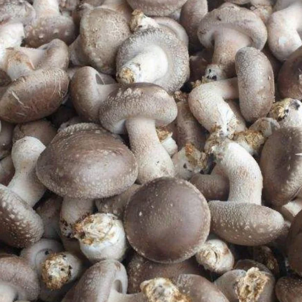 Export Price IQF Frozen Shiitake Mushroom