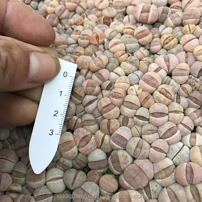 
violet Lithops in bonsai Wholesale sales of all kinds of Dendrobium lithops 
