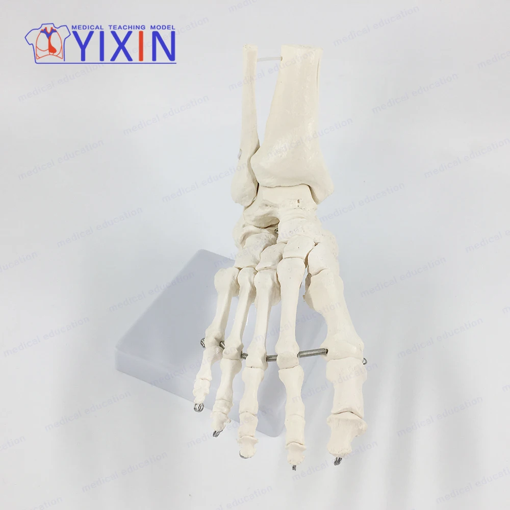 YIXIN/ Foot Skeleton With Ankle, Bones of the Foot