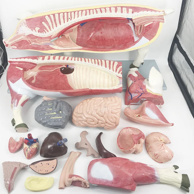 YA/B029 Pig Anatomical Model of Muscle Structure and Internal Organs Anatomical Morphology for Natural Size Education