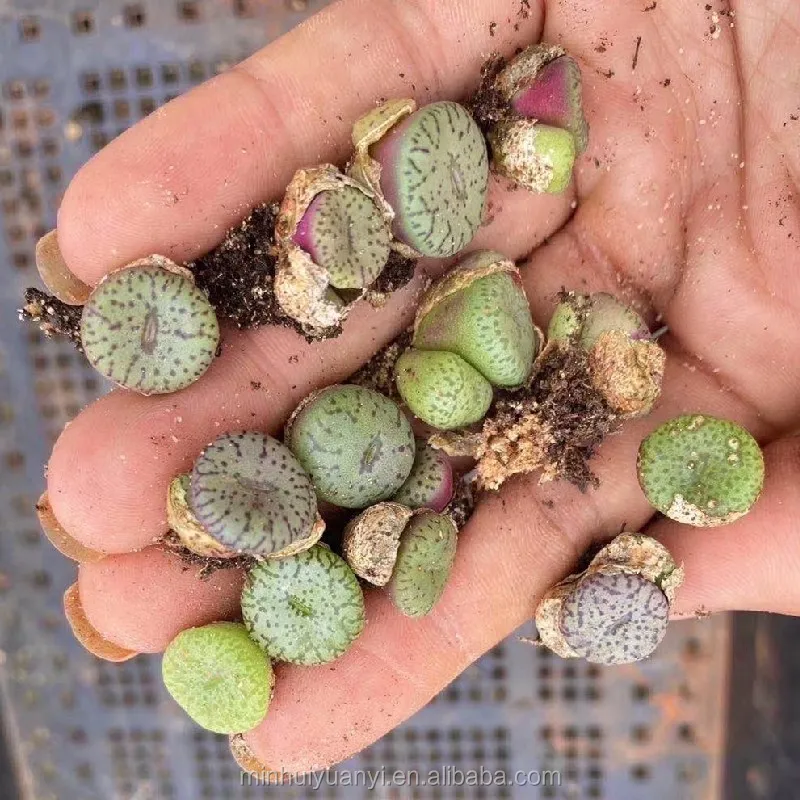 Живые суккуленты 0 35 дюйма Lithops Conophytum минимум wittebergense Комнатные растения оптовая продажа для детского сада натуральное
