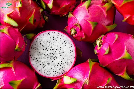 
100% Fresh dragon fruits supplier package carton 10kg white flesh big size 14-16 pieces per box origin from Vietnam 