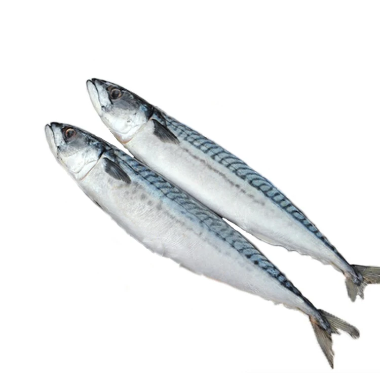 Hot selling high quality frozen mackerel factory wholesale price frozen fish frozen seafood high nutrition frozen mackerel